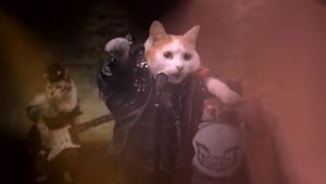 gatos