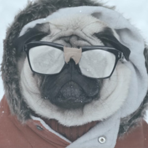perro